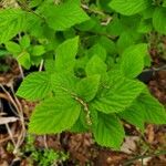 Prunus tomentosa Blatt