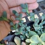 Delosperma lehmannii Лист