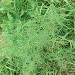 Artemisia abrotanum葉