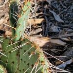 Opuntia littoralis Lapas