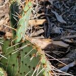 Opuntia littoralis List