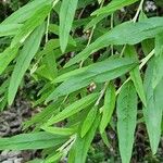 Buddleja alternifolia Folha