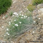 Calystegia longipes Агульны выгляд