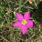 Sabatia campestris Flower