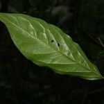 Poecilanthe hostmannii Hoja