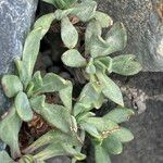 Senecio algens Blad