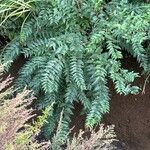 Coriaria japonica Leaf