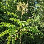 Aralia spinosa Habitus