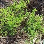 Fumaria parviflora Habitatea