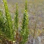 Oenothera biennisHoja