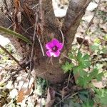 Geranium mascatense Fiore