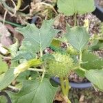 Datura stramoniumList