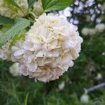 Viburnum macrocephalum Květ