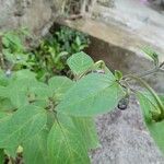Capsicum pubescens Fruto