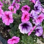 Petunia x atkinsiana Flors