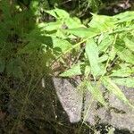 Panicum trichanthum Hoja
