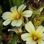 Sisyrinchium striatum Fleur