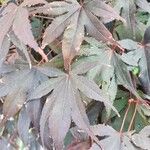 Acer palmatum Lehti