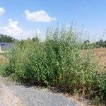 Atriplex sagittata Habit