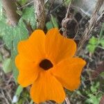 Thunbergia alata Λουλούδι