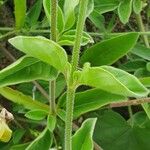 Celosia anthelminthica Лист