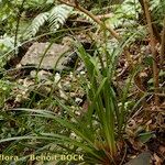 Carex perraudieriana Hábito