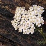 Achillea chamaemelifolia Квітка