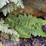 Asplenium foreziense Fuelha