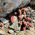 Sedum andegavense Цветок