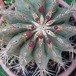 Ferocactus latispinusЦвят