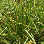 Lomandra longifolia Hábito