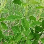 Chamaecytisus supinus Leaf