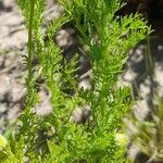 Anthemis cotula Leaf