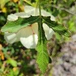 Hibiscus aculeatus Fulla