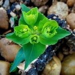 Euphorbia serrata Floare