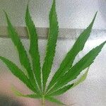 Cannabis sativa 叶