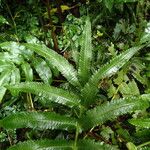 Thelypteris madagascariensis Leaf