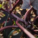 Ipomoea batatas Corteccia