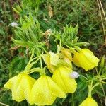 Oenothera glaziovianaFlower