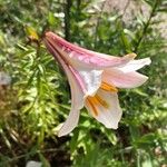 Lilium regale Цвят