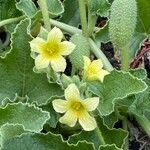 Ecballium elaterium Flower