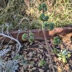Crassula cotyledonis Leaf