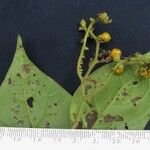 Myriopus volubilis その他の提案