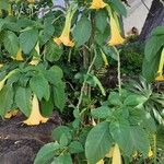 Brugmansia × candida Hábito
