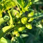 Cestrum parqui Fruto