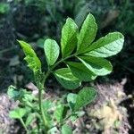 Glycyrrhiza echinata List