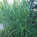 Miscanthus × longiberbis 葉