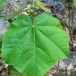 Ochroma pyramidale Leaf