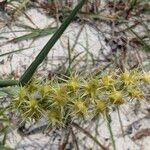 Cenchrus spinifex Flor
