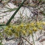 Cenchrus spinifex Blüte